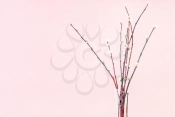 pussy willow sunday (palm sunday) feast concept - bunch of downy pussy-willow twigs on pink pastel background with copyspace
