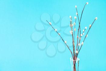 pussy willow sunday (palm sunday) feast concept - bunch of downy pussy-willow twigs on aquamarine pastel background with copyspace