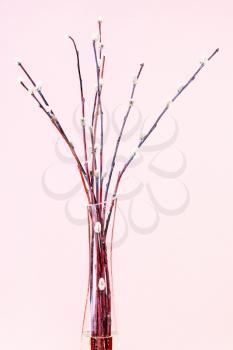 vertical pussy willow sunday (palm sunday) feast still-life - flowering pussy-willow twigs in glass vase on pink pastel background