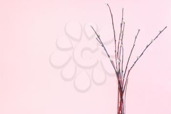 pussy willow sunday (palm sunday) feast concept - bundle of flowering pussy-willow twigs in glass vase on pink pastel background with copyspace