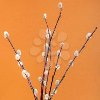 square pussy willow sunday (palm sunday) feast still-life - flowering pussy-willow twigs on orange brown pastel background