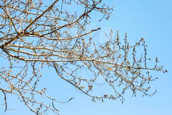 branches of poplar tree with buds and blue sky on background on sunny spring day