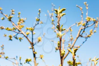 branches of apple trees with young leaves and blue sky on background on sunny spring day (focus on twig on foreground)