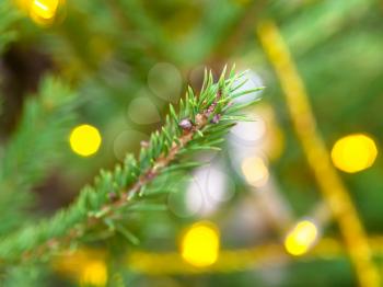 green twig of natural christmas tree close-up and blurred background with yellow string light indoor