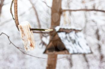 lard piece for tits near wooden bird feeder in snowy forest in Timiryazevsky park in Moscow city on winter day