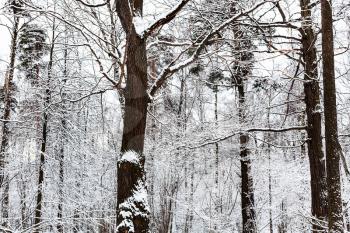 snow-covered pine and oak trees in forest of Timiryazevsky park in Moscow city on winter day
