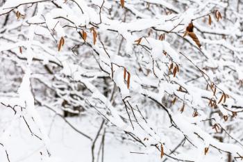 alder tree branches with catkins in snowy forest of Timiryazevsky park in Moscow city on winter day