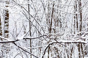 snow-covered black branches of trees in snowy forest of Timiryazevsky park in Moscow city on winter day