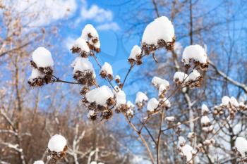 fresh snow on dried burdock close-up in forest on sunny spring day