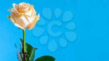 panoramic horizontal still-life with copyspace - single fresh yellow and white rose flower with blue background (focus on the bloom)