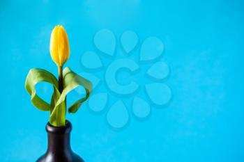 horizontal still-life with copyspace - single fresh yellow tulip flower in ceramic jug with cyan color background (focus on the bloom)