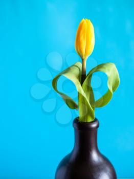 vertical still-life with copyspace - natural yellow tulip flower in ceramic jug with blue green color background (focus on the bloom)