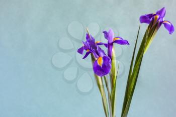 horizontal still-life with copyspace - fresh purple iris flowers with gray green textured paper background (focus on petal of bloom on foreground)