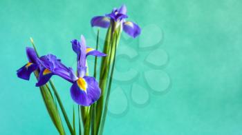 horizontal panoramic still-life with copyspace - fresh iris flowers with green textured paper background (focus on petal of bloom on foreground)