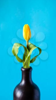 panoramic vertical still-life - fresh yellow tulip flower in ceramic jug with cyan color background (focus on the bloom)