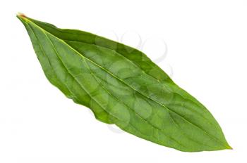 fresh green leaf of peony plant isolated on white background