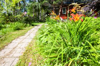 flower bed with lily flowers and path to summerhouse in green ornamental garden in Russia on sunny summer day