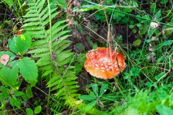 view of fly-agaric mushroom on green meadow in forest in summer