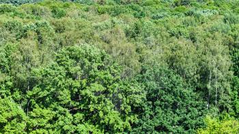 above view of oak tree with lush foliage in green forest on sunny summer day