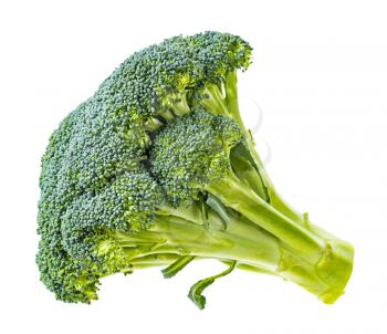 side view of piece of fresh green Broccoli isolated on white background