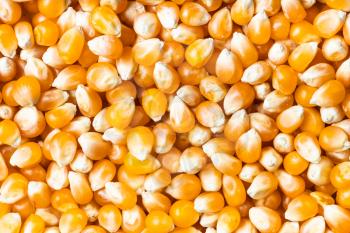 food background - many raw maize corns