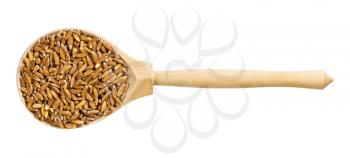 top view of wood spoon with uncooked Emmer farro hulled wheat grains isolated on white background