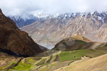 Fields in Spiti Valley in Himalayas. Himachal Pradesh, India
