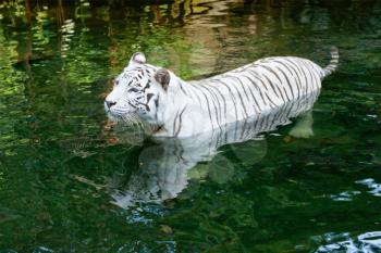 White tiger swimming in river