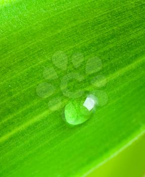 Green leaf with water droplet macro