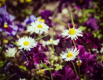 Vintage retro effect filtered hipster style image of blooming field flowers camomile, viola tricolor in spring. Shallow depth of field