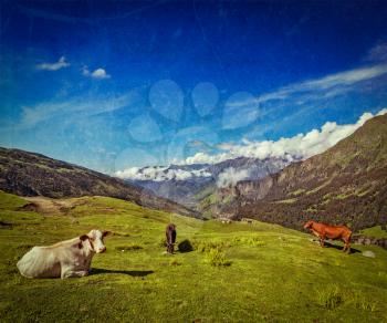 Vintage retro hipster style travel image of serene peaceful landscape background - cows grazing on alpine meadow in Himalayas mountains. Himachal Pradesh, India