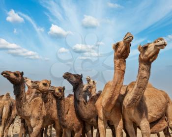 Camels at Pushkar Mela (Pushkar Camel Fair). Pushkar, Rajasthan, India