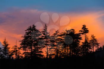 Silhouettes of trees on sunset