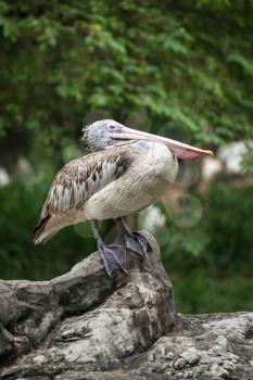 Spot-billed Pelican or Grey Pelican (Pelecanus philippensis)