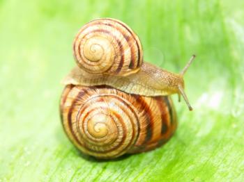Two snails taken closeup on a green leaf.