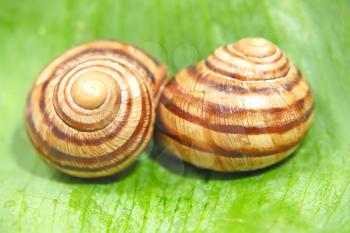 Two snails on a green leaf taken closeup.