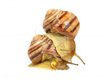 Snails taken closeup isolated on a white background.