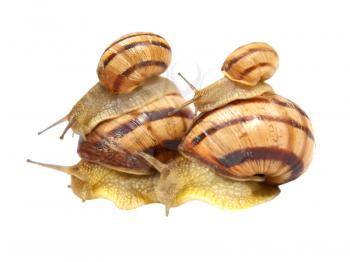 Four snails taken closeup isolated on white background.
