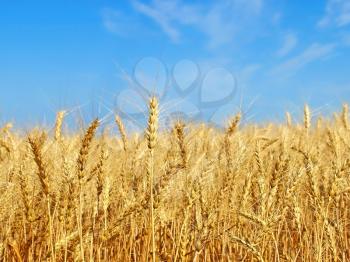 Ripe yellow wheat ears on field against blue sky.