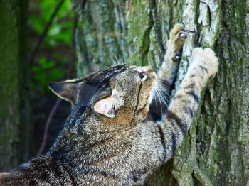 Gray tabby cat sharpening claws on a tree.