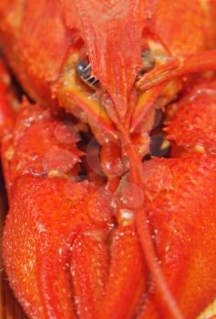 Red boiled crawfish taken closeup.