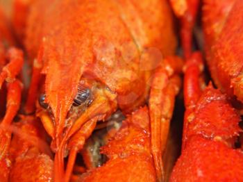Red boiled crawfishes taken closeup.