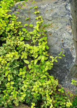 Green ivy partially covering a grey stone rock.