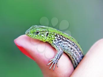 Little green lizard on a woman finger taken closeup.