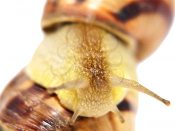 Snail taken closeup on a white background.