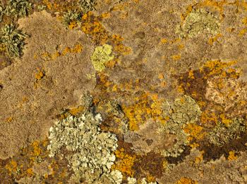 Yellow and orange moss on a stone surface taken closeup.