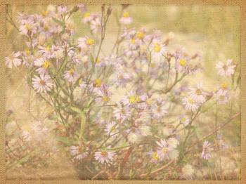 Wild flowers on old canvas background.
