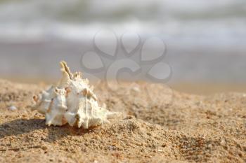 Seashell on a sand against of sea surf.
