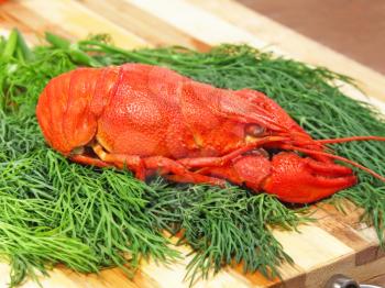 Red boiled crawfish on a green dill on a cutting board taken closeup.
