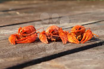 Three red boiled  crawfish on a wooden boards.